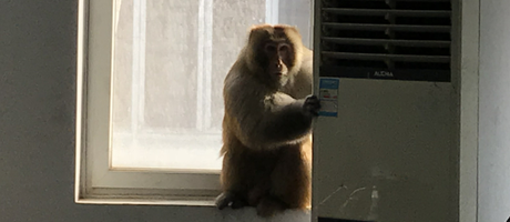 辦公室裝修魅力大，獼猴君亂入來(lái)“串門”！