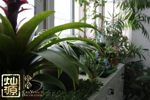 南寧裝修公司-辦公室植物 南寧裝修公司-辦公室植物