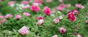 國花民意調(diào)查出爐   國花牡丹如何用于商業(yè)主題裝修設(shè)計