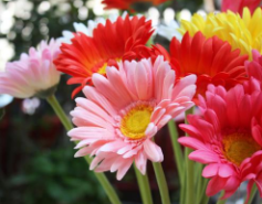 南寧辦公樓裝修得再美，你也可能需要這些花兒除味喲